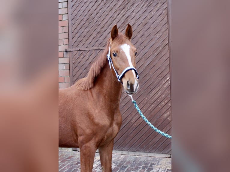 Oldenburgo Semental 2 años 163 cm Alazán in Garrel