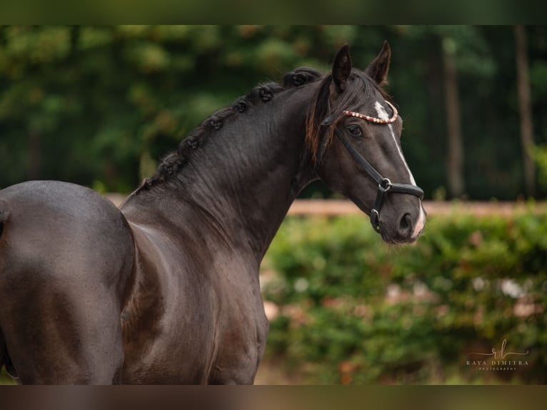 Oldenburgo Semental 2 años 165 cm Negro in Wehringen