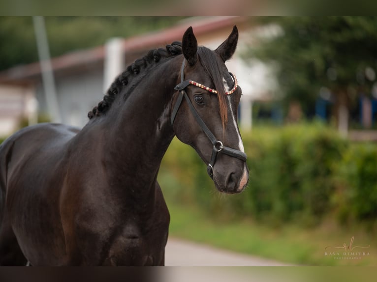 Oldenburgo Semental 2 años 165 cm Negro in Wehringen