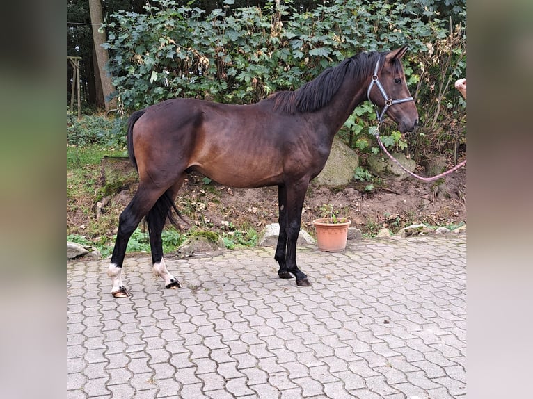 Oldenburgo Semental 2 años 166 cm Castaño in Lindern (Oldenburg)