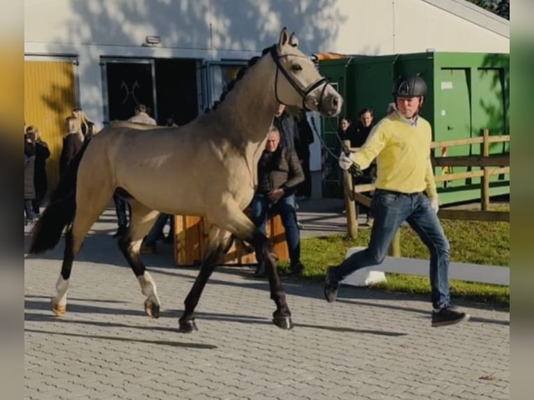 Oldenburgo Semental 2 años 167 cm Buckskin/Bayo in Verden K&#xF6;rung
