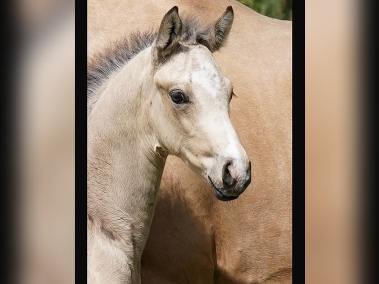 Oldenburgo Semental 2 años 167 cm Buckskin/Bayo in Verden K&#xF6;rung