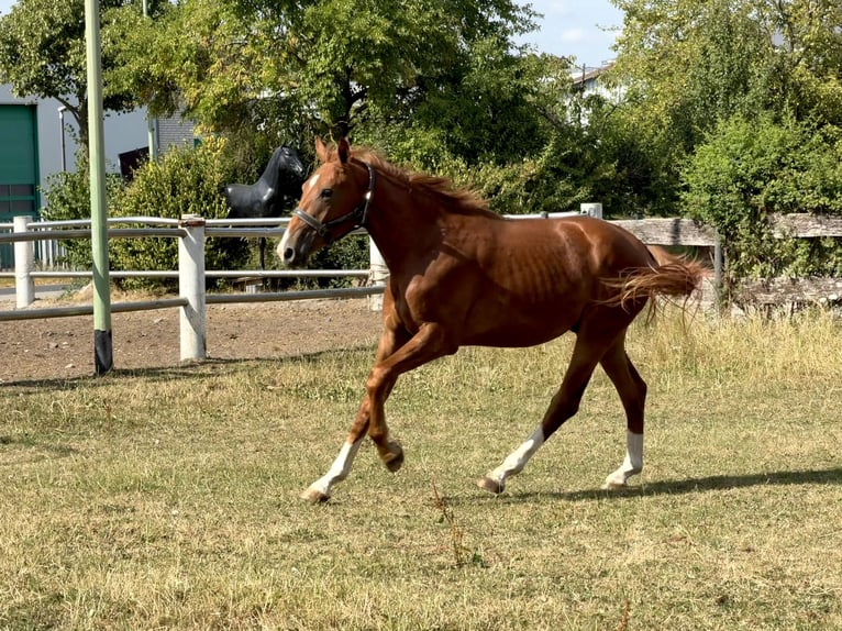 Oldenburgo Semental 2 años 168 cm Alazán in Niederzier