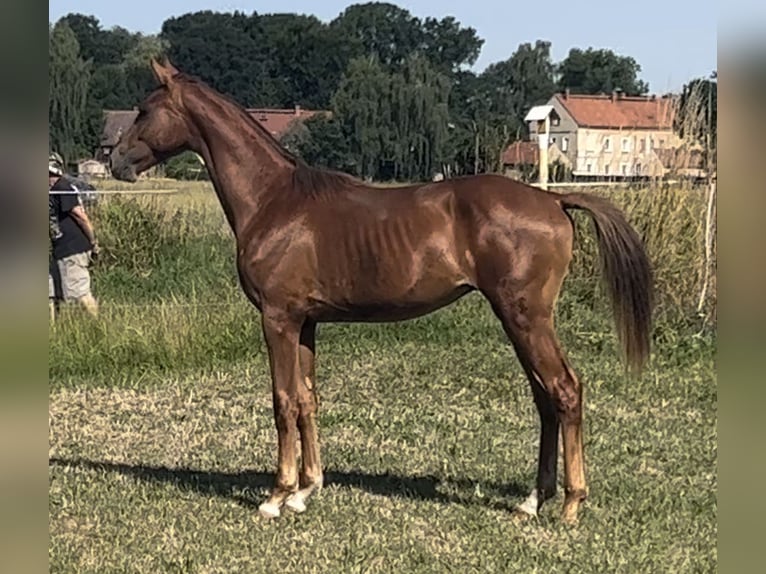 Oldenburgo Semental 2 años 168 cm Alazán in Löbau