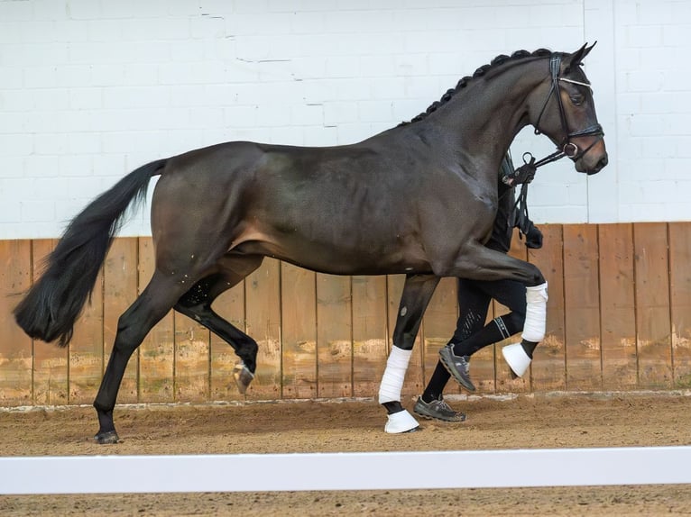 Oldenburgo Semental 2 años 168 cm Castaño oscuro in Redefin