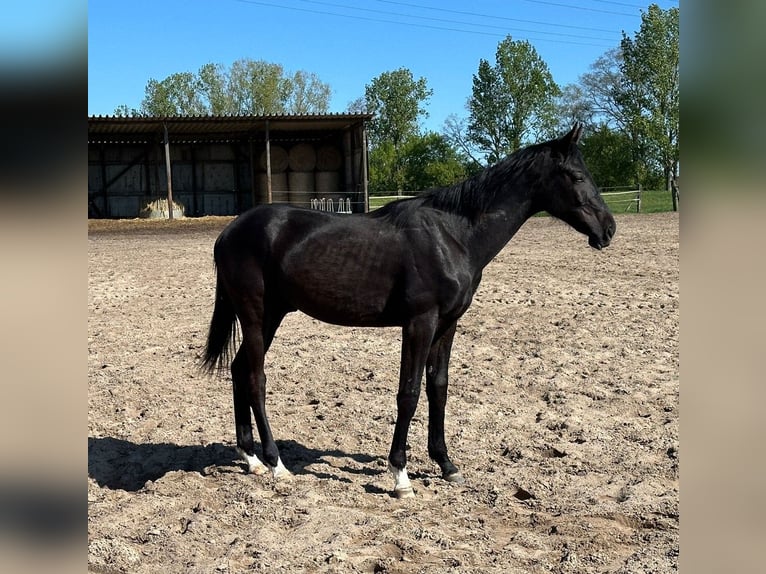 Oldenburgo Semental 2 años 170 cm Morcillo in Oberkrämer