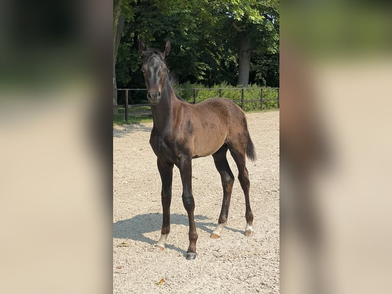 Oldenburgo Semental 2 años 170 cm Morcillo in Oberkrämer