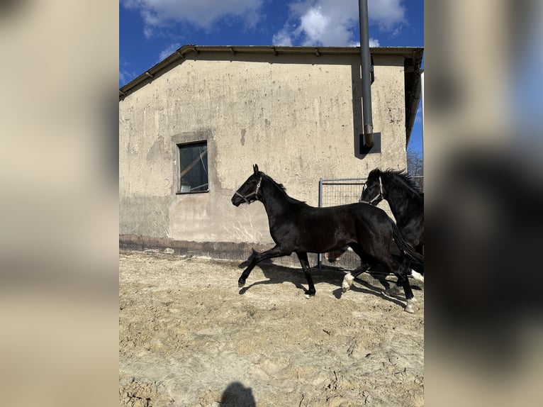 Oldenburgo Semental 2 años 170 cm Negro in Alsfeld