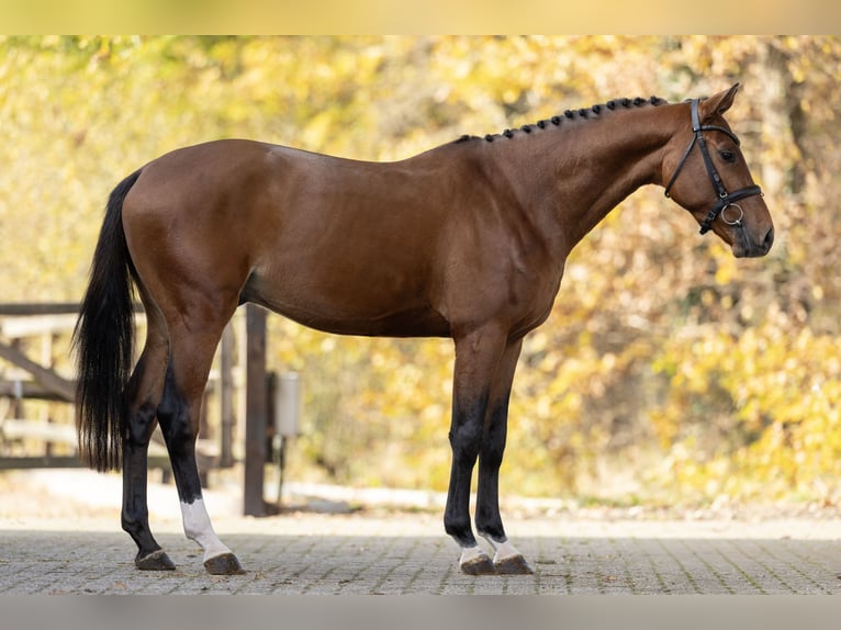 Oldenburgo Semental 3 años 160 cm Castaño in GROTE-BROGEL