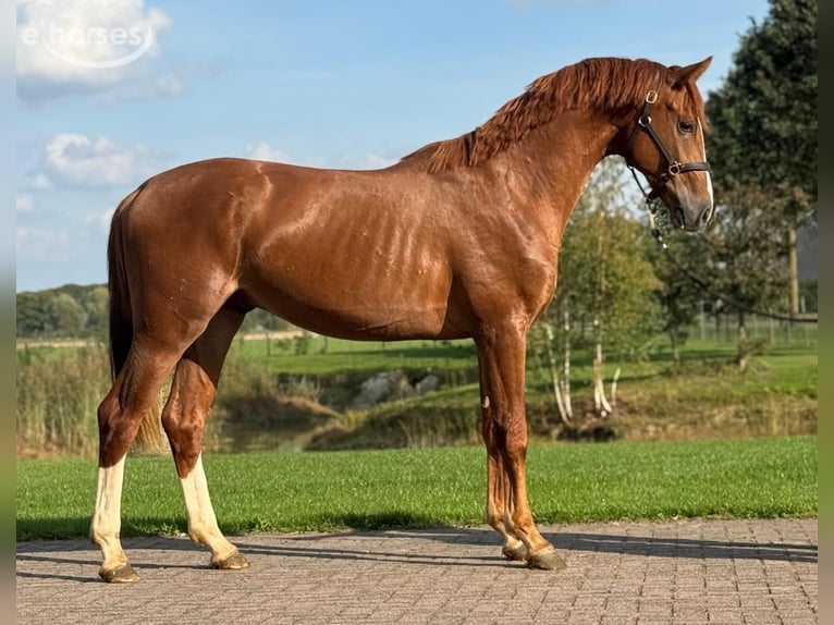 Oldenburgo Semental 3 años 162 cm Alazán in Zieuwent