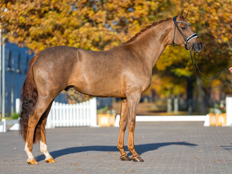 Oldenburgo Semental 3 años 162 cm Alazán-tostado in Redefin