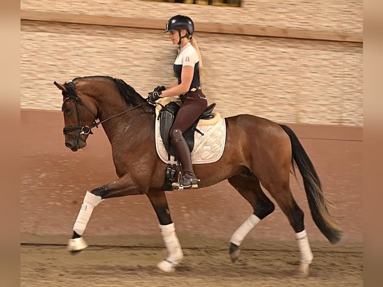 Oldenburgo Semental 3 años 163 cm Castaño in Wehringen