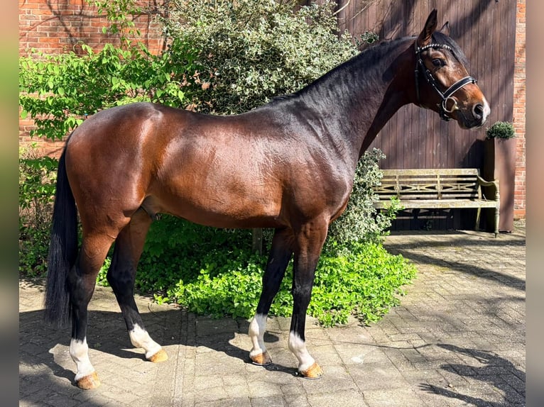 Oldenburgo Semental 3 años 163 cm Castaño oscuro in Diepholz