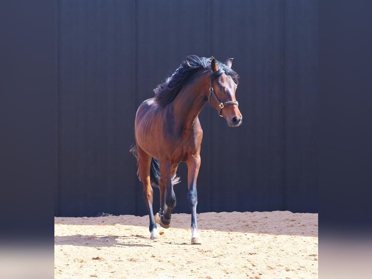 Oldenburgo Semental 3 años 163 cm Castaño oscuro in Radeburg