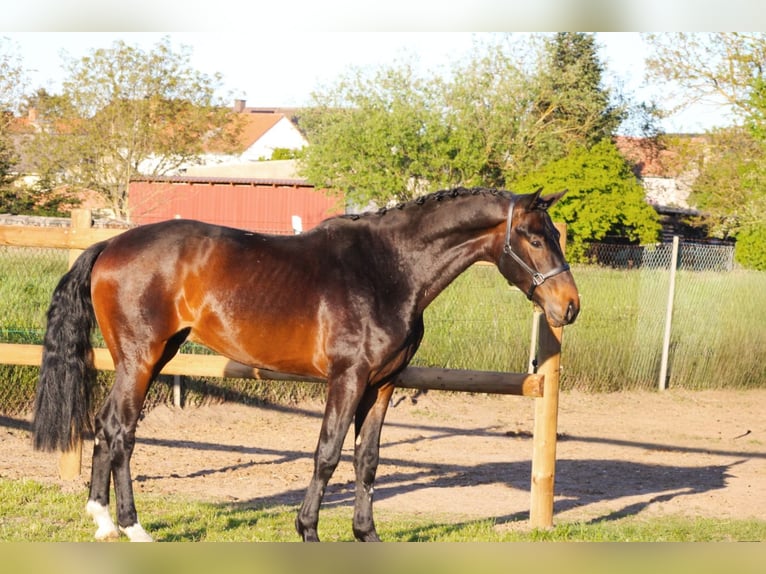 Oldenburgo Semental 3 años 164 cm Castaño oscuro in Weiterstadt