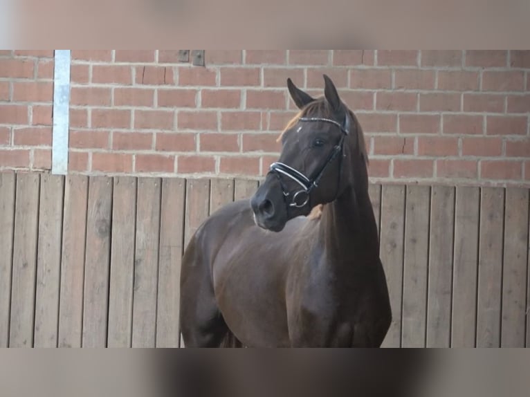 Oldenburgo Semental 3 años 166 cm Alazán-tostado in Heidesheim am Rhein