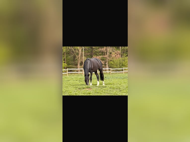 Oldenburgo Semental 3 años 166 cm Negro in Werlte