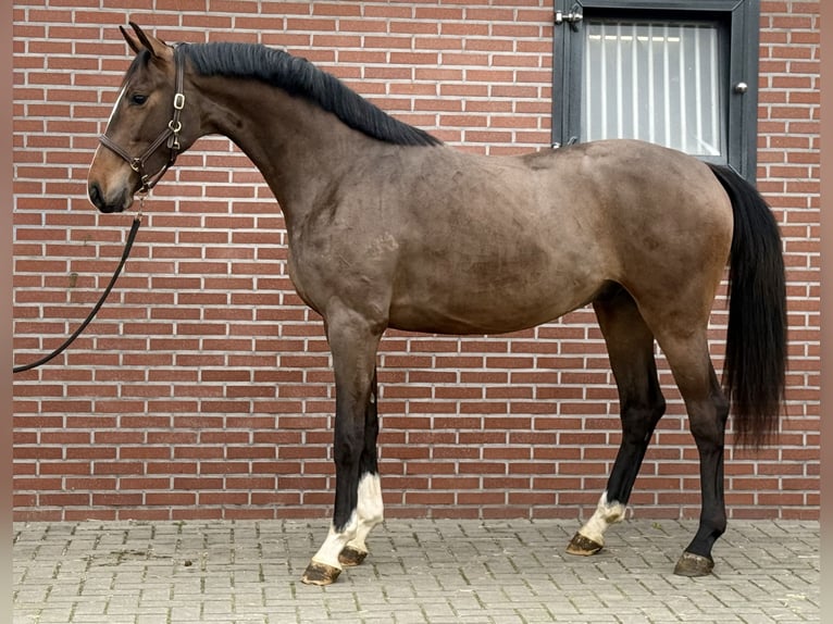 Oldenburgo Semental 3 años 167 cm Castaño in Zieuwent