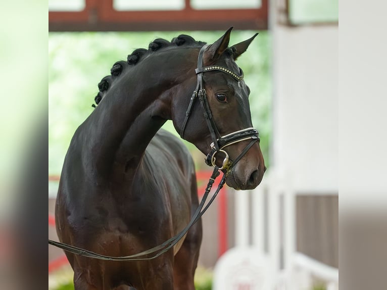Oldenburgo Semental 3 años 167 cm Castaño oscuro in Münster-Handorf