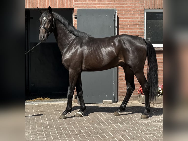 Oldenburgo Semental 3 años 167 cm Morcillo in Zieuwent