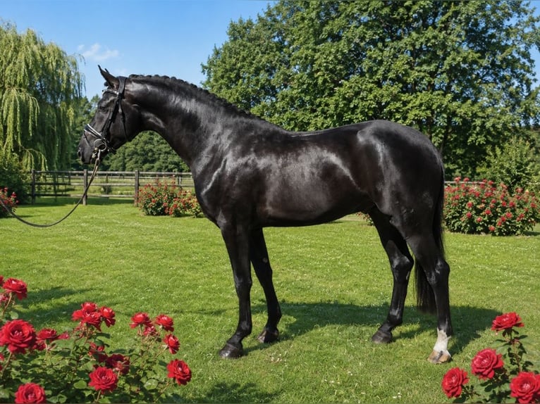 Oldenburgo Semental 3 años 167 cm Negro in Elmenhorst
