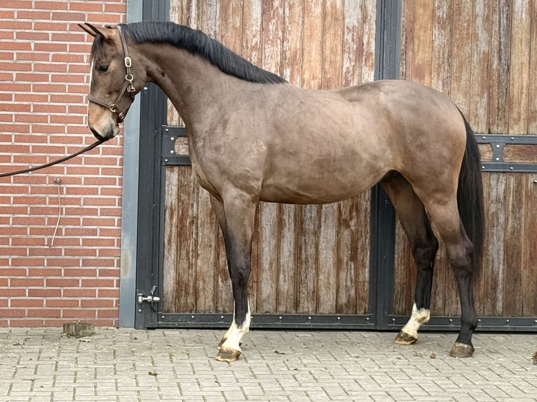 Oldenburgo Semental 3 años 168 cm Castaño in Zieuwent