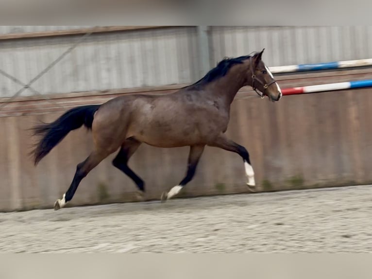 Oldenburgo Semental 3 años 168 cm Castaño in Zieuwent