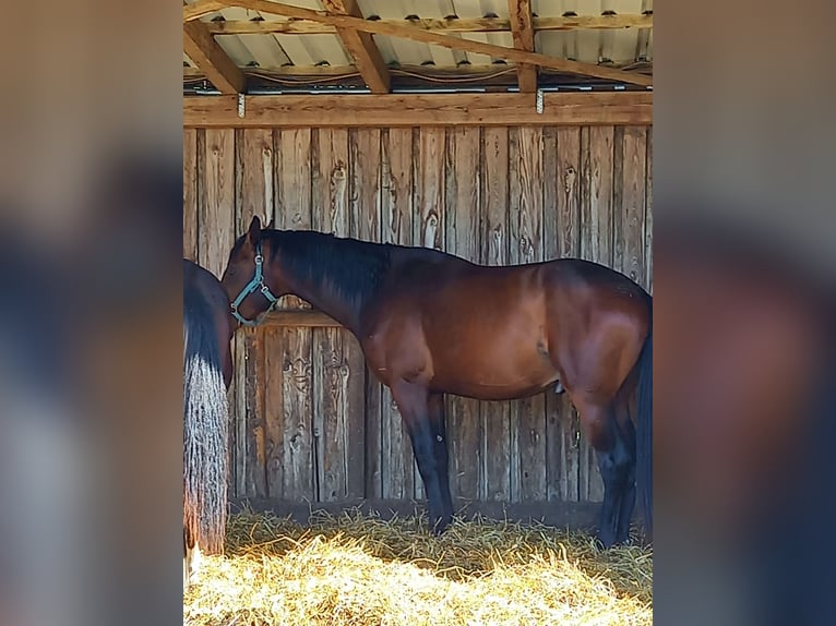 Oldenburgo Semental 3 años 168 cm Castaño oscuro in Königsmoos