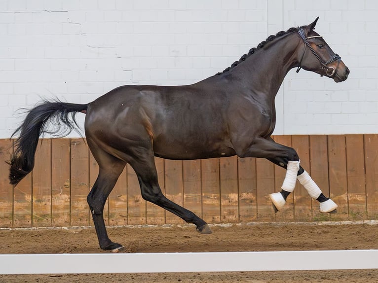 Oldenburgo Semental 3 años 168 cm Castaño oscuro in Redefin