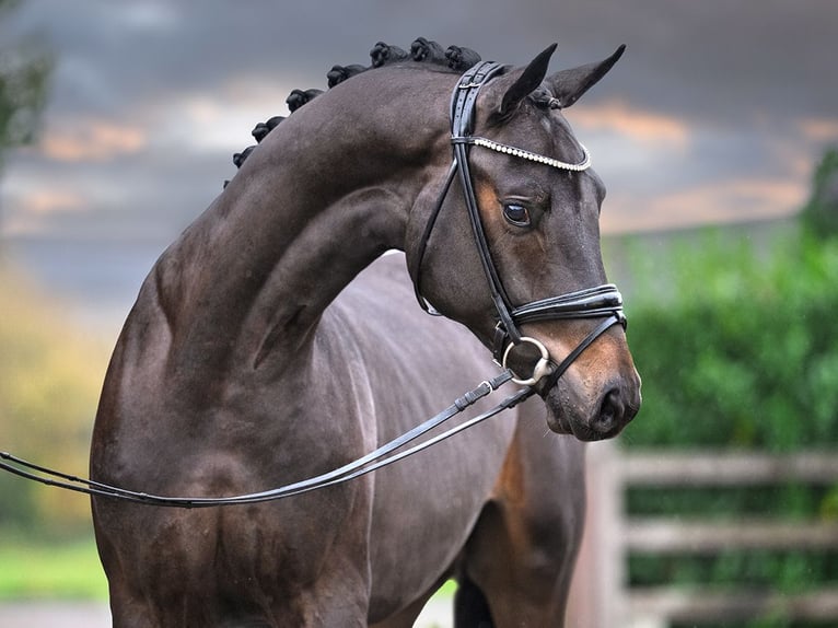 Oldenburgo Semental 3 años 168 cm Castaño oscuro in Redefin
