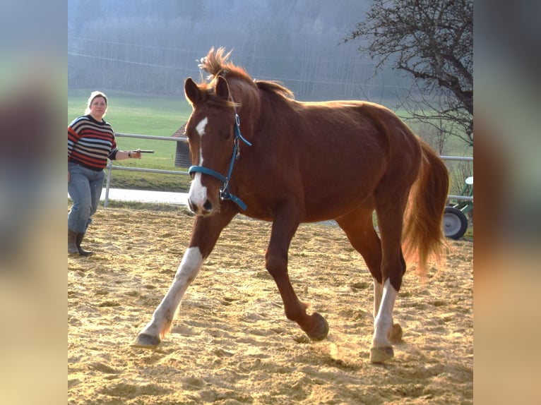 Oldenburgo Semental 3 años 170 cm Alazán-tostado in Isny im Allgäu