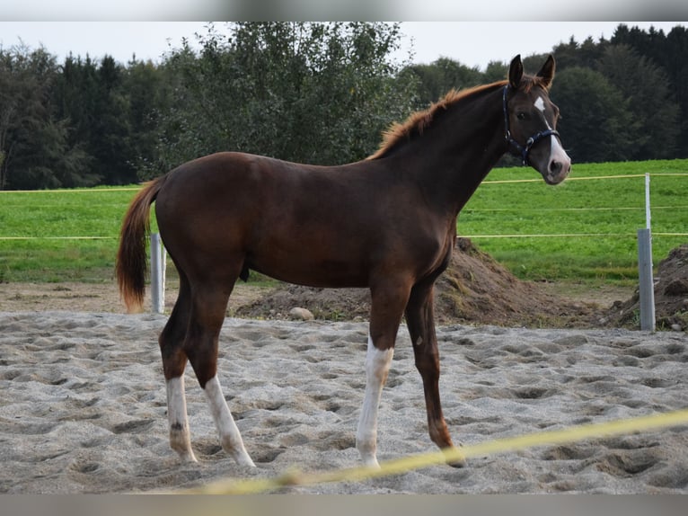 Oldenburgo Semental 3 años 170 cm Alazán-tostado in Isny im Allgäu