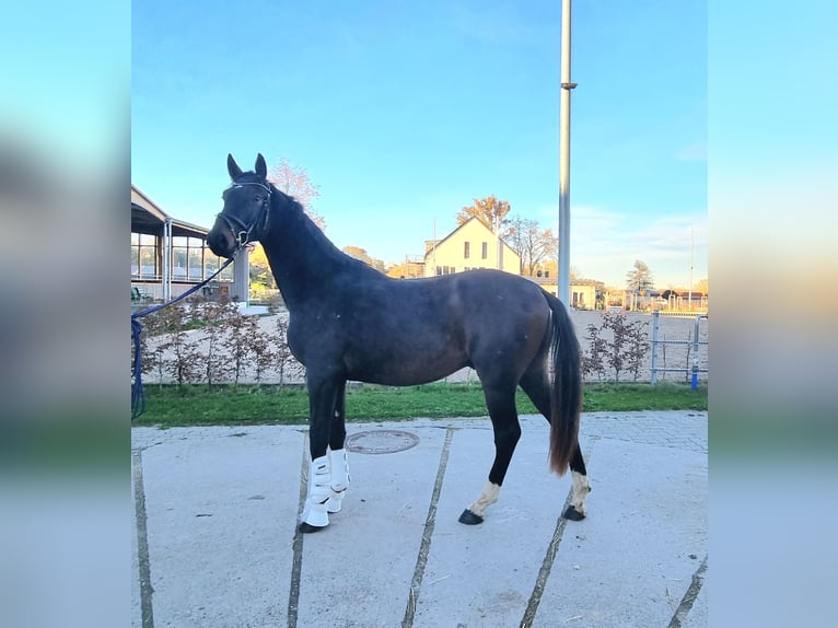 Oldenburgo Semental 3 años 170 cm Castaño oscuro in Neupotz