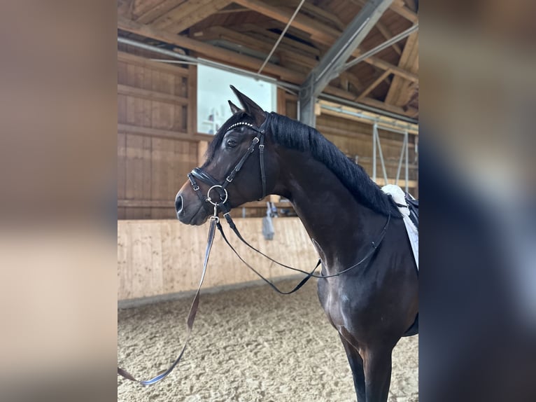 Oldenburgo Semental 3 años 170 cm Castaño oscuro in Grafing bei München