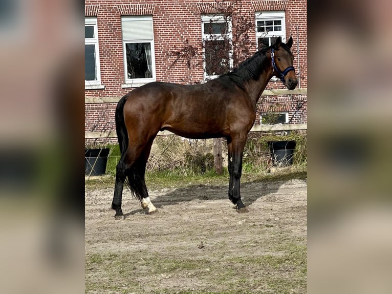 Oldenburgo Semental 3 años 170 cm Castaño in Vechta