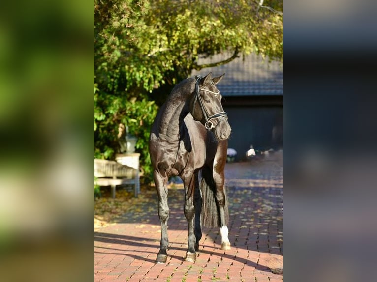 Oldenburgo Semental 3 años 170 cm Negro in Vechta