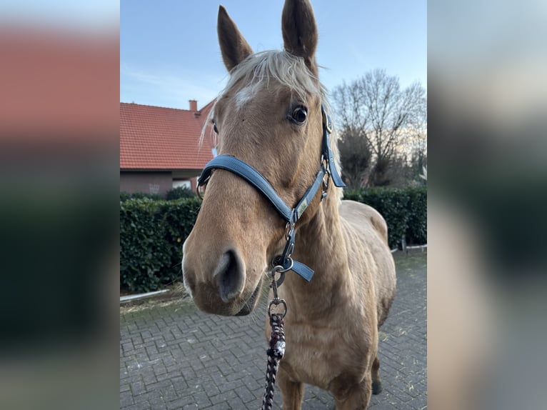 Oldenburgo Semental 3 años 170 cm Palomino in Brockum