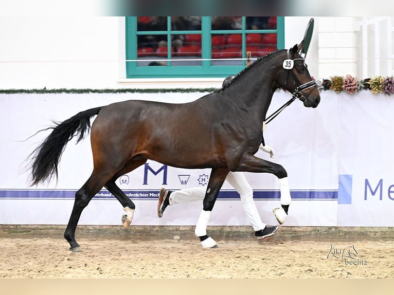 Oldenburgo Semental 3 años 171 cm Morcillo in Menslage