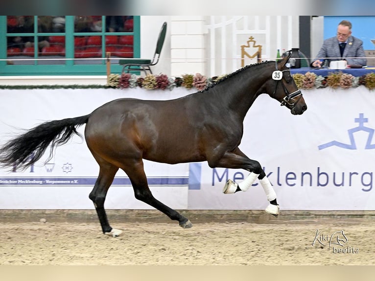 Oldenburgo Semental 3 años 171 cm Morcillo in Menslage