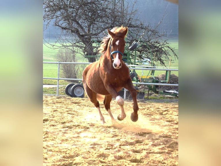 Oldenburgo Semental 3 años 172 cm Alazán-tostado in Isny im Allgäu