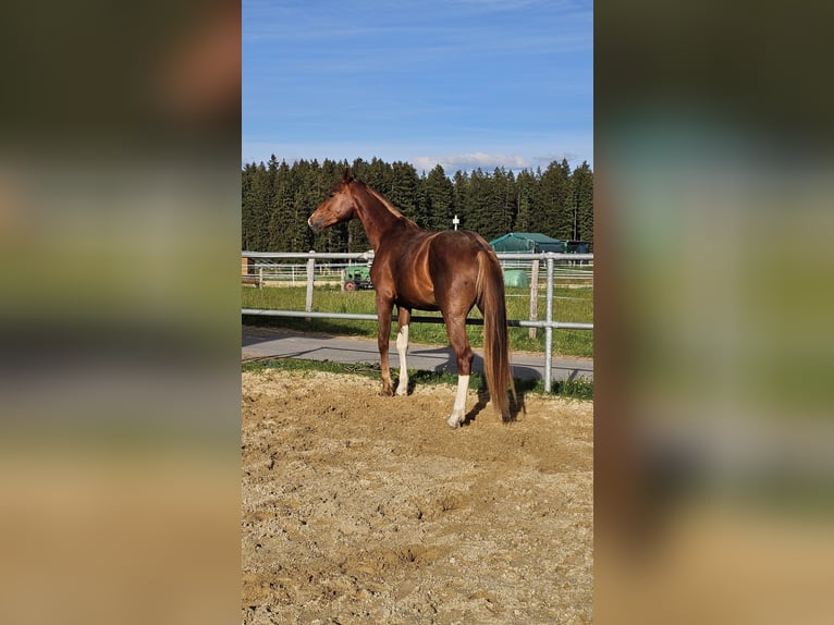 Oldenburgo Semental 3 años 172 cm Alazán-tostado in Isny im Allgäu