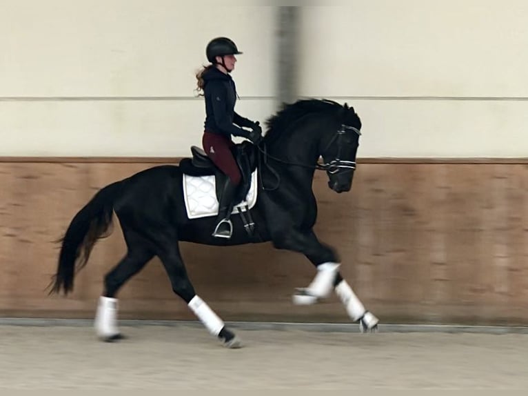 Oldenburgo Semental 4 años 166 cm Negro in Bree