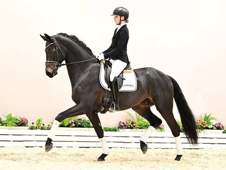 Oldenburgo Semental 4 años 167 cm Castaño oscuro in Vechta