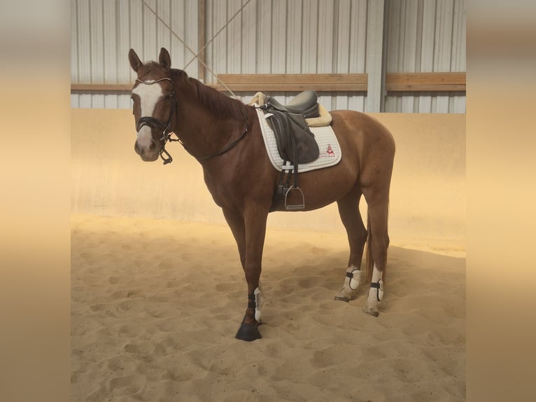 Oldenburgo Semental 4 años 168 cm Alazán in Heidenrod