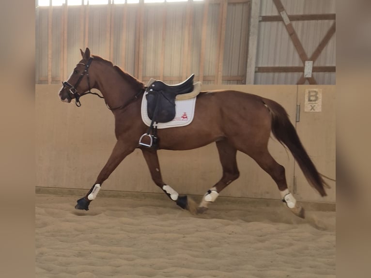 Oldenburgo Semental 4 años 168 cm Alazán in Heidenrod