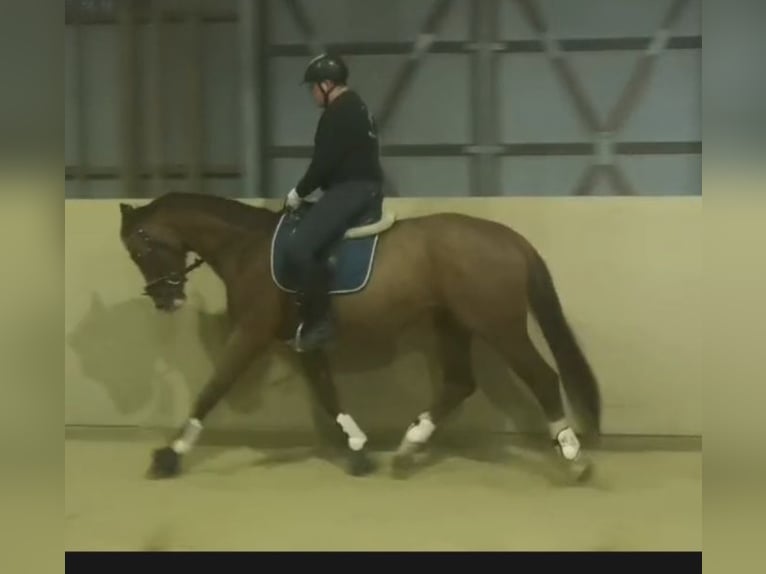 Oldenburgo Semental 4 años 168 cm Alazán in Heidenrod