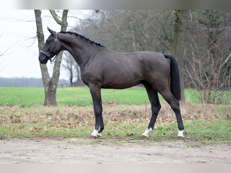 Oldenburgo Semental 4 años 168 cm Negro in Peer