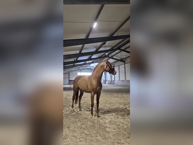 Oldenburgo Semental 4 años 169 cm Alazán in Kielce