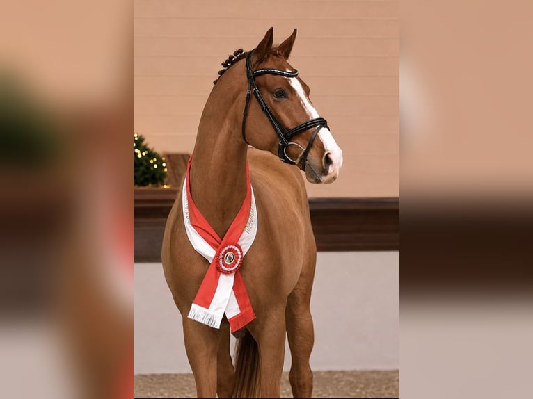 Oldenburgo Semental 4 años 169 cm Alazán in Kielce