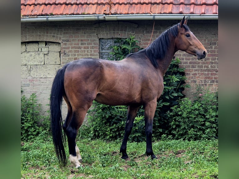 Oldenburgo Semental 4 años 170 cm Castaño in Ehrenburg